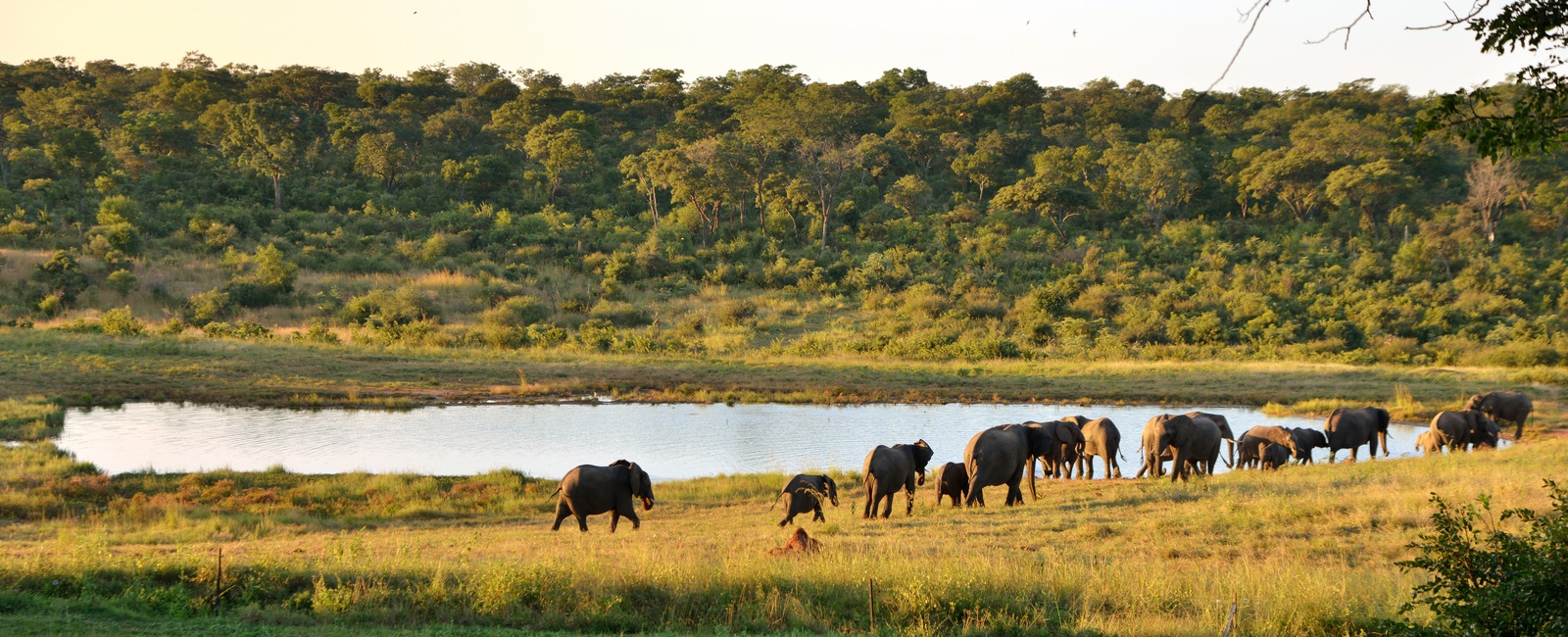 Hwange Big Five Safari